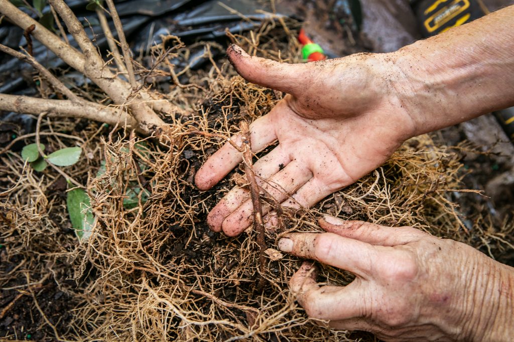 The lignified, woody, roots are so dense that they broke when Amanda tried to pull them outward. She had to cut them in order to pull them towards the exterior of the plant.