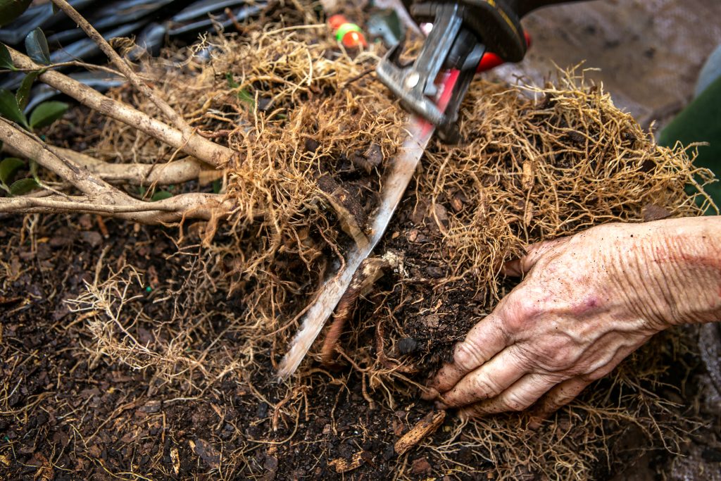 She uses her saw to cut some of the roots as they were too tough for her to use Felco pruners.