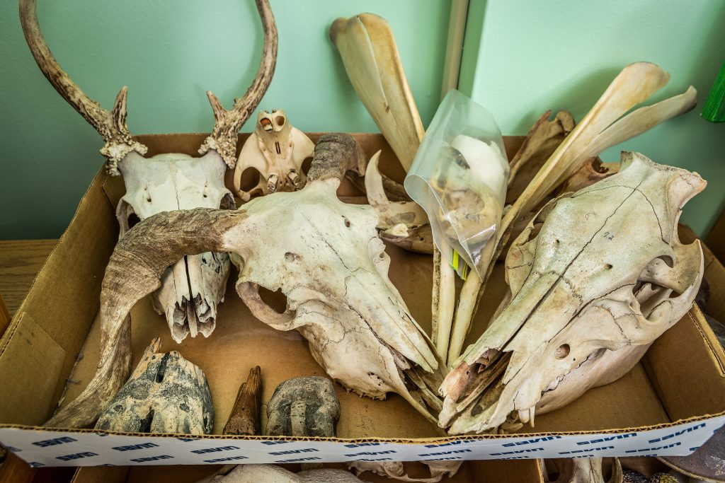 The skull collection in Rudy’s office includes a whitetail deer, American beaver, sheep, and a pig.