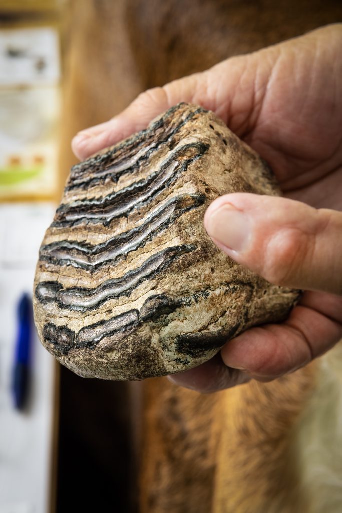 A piece of a Columbian mammoth tooth from the Ice Age, approximately 10,000 to several million years old. Mammoths were elephants that roamed our state, and this South Carolina fossil shows mammal plates.