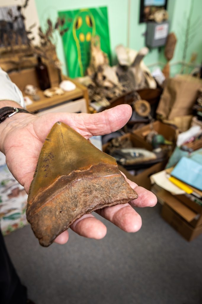One tooth of a megalodon, a prehistoric giant white shark, found at the Cooper River in Berkeley County. This tooth is about 20 million years old.