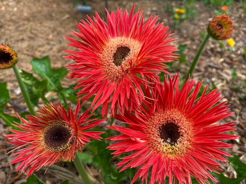 Two examples of spider-petaled Gerberas. Most of these were grown from pollen-crossed seeds produced on flowers from Bob’s existing plants. When they bloom in two to three years, some are more attractive than others. The blooms will often be surprisingly different from those on the original plant.