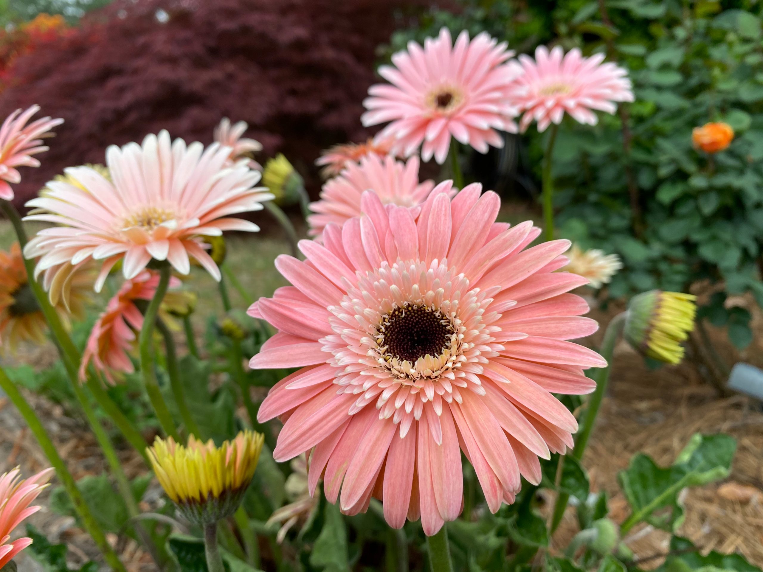  Pale pink double-flowered Gerbera. Considered to be annuals in this area, most of Bob’s plants survive from one year to the next. 