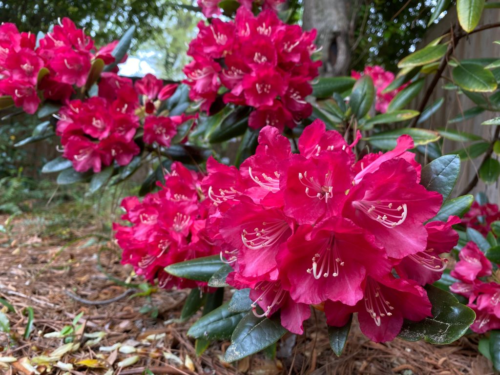Unnamed experimental Rhododendron #38 from Flowerland Nursery, Ranburn, Alabama. This is a rare hybrid rhododendron that thrives in our heat and humidity.