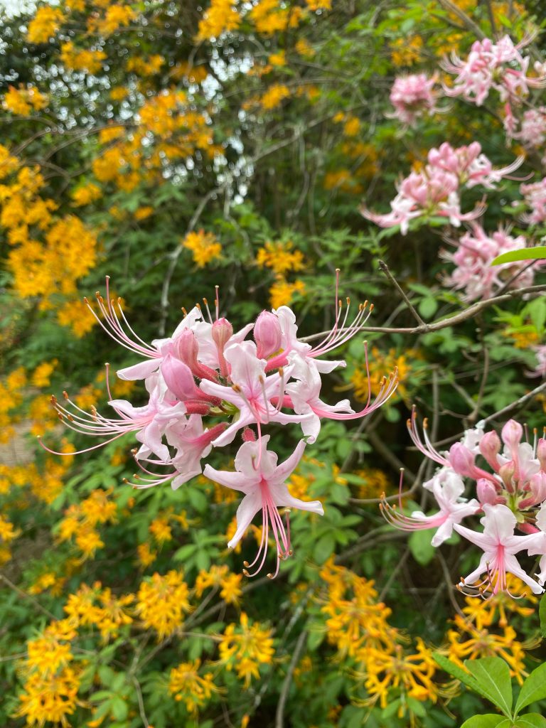 Native deciduous pinxterbloom azalea (Rhododendrum periclyminoides) in foreground and Florida flame azalea (Rhododendrum austrinum) in background