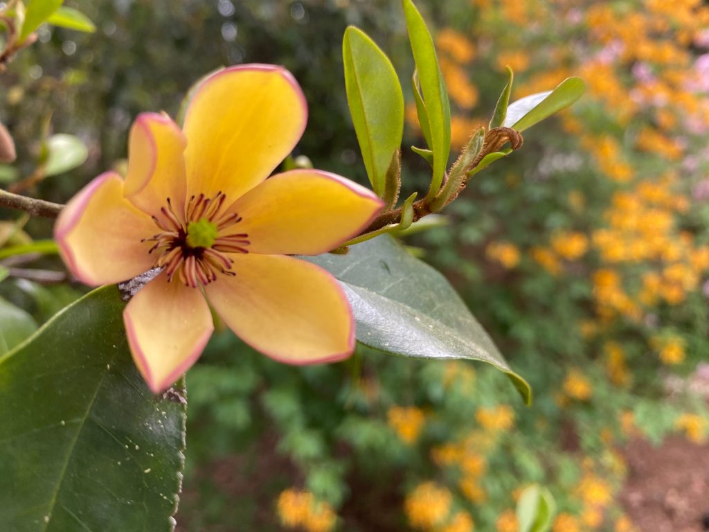  Bloom of the banana shrub (Michelia figo), a member of the magnolia family. The profuse one and a half inch blooms produce a strong scent of bananas, particularly in the late afternoon and evening.