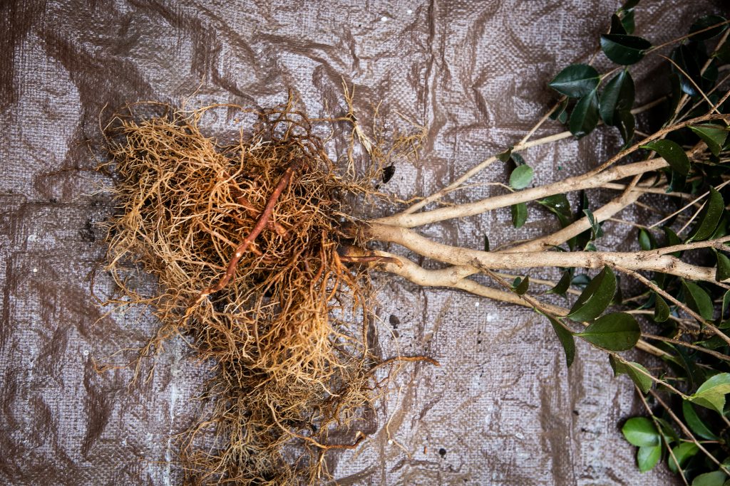After a lot of cutting and pulling the roots, due to the plant’s having lived in a too small pot for several years, the root ball and root flare are ready to put in the soil. 