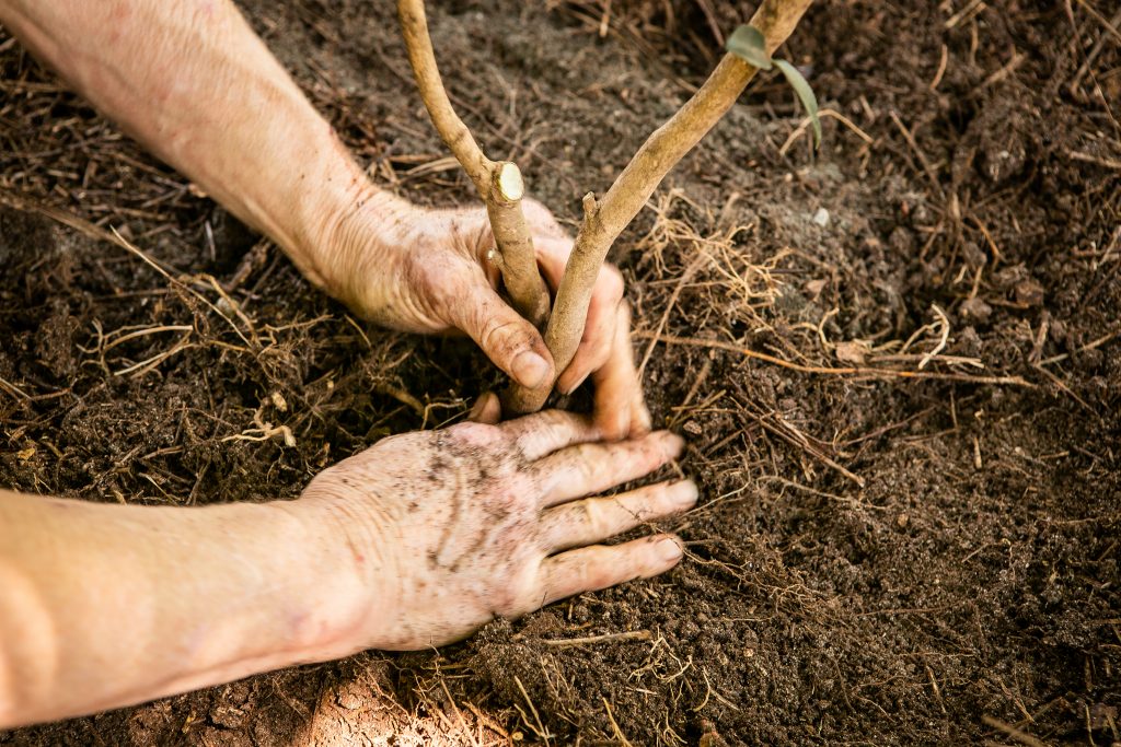 She uses her mattock to make a very shallow, but wide planting hole. Later, she inserted some wooden dowels to prop up the stems and help hold the root ball in place, mulched, and watered for a short period of time. Remember to water slowly, so the water will spread outwardly. 