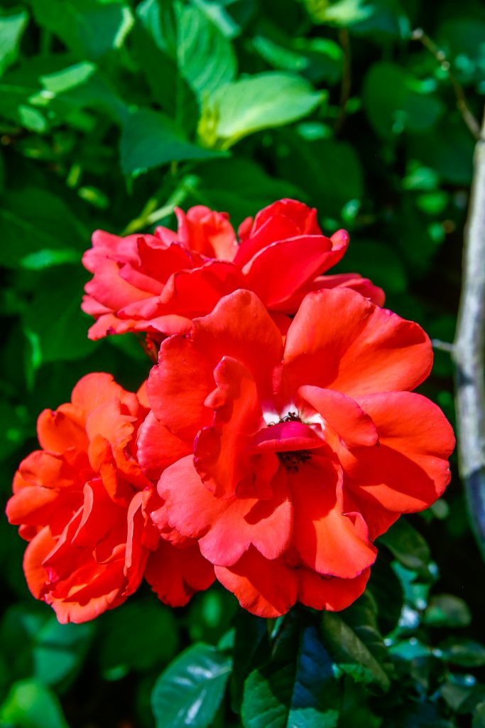 The aptly named hybrid floribunda tea rose ‘Fragrant Cloud’ is by far the most fragrant variety Bob has grown.
