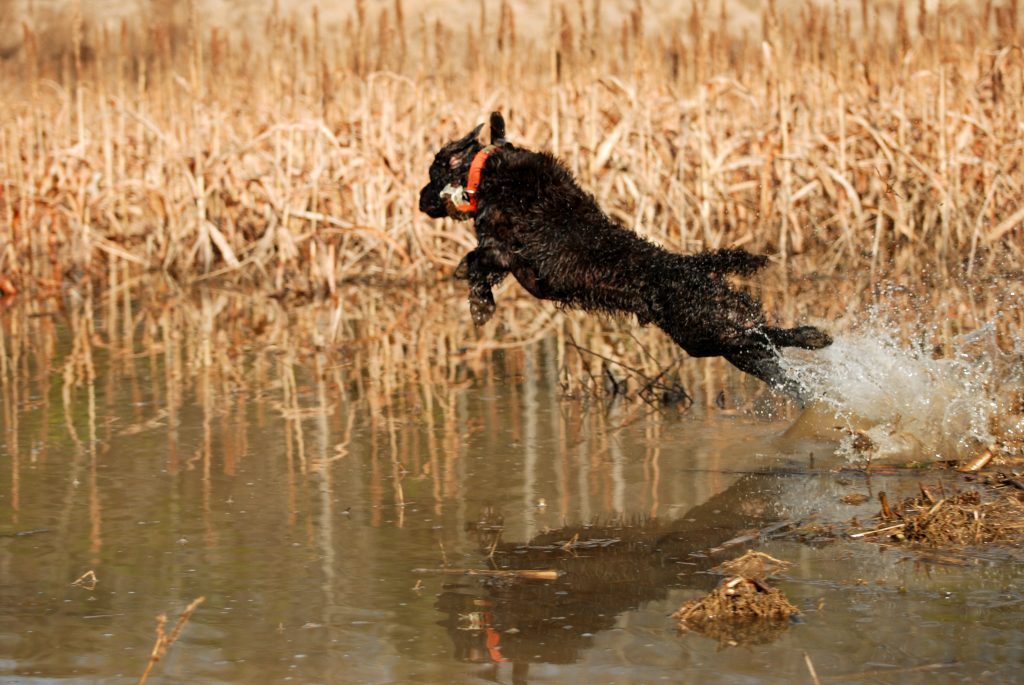 Boykin spaniels, South Carolina’s state dog, are enthusiastic, compact retrievers that are just the right size for a small boat or canoe. They have the added benefit of being great house dogs.