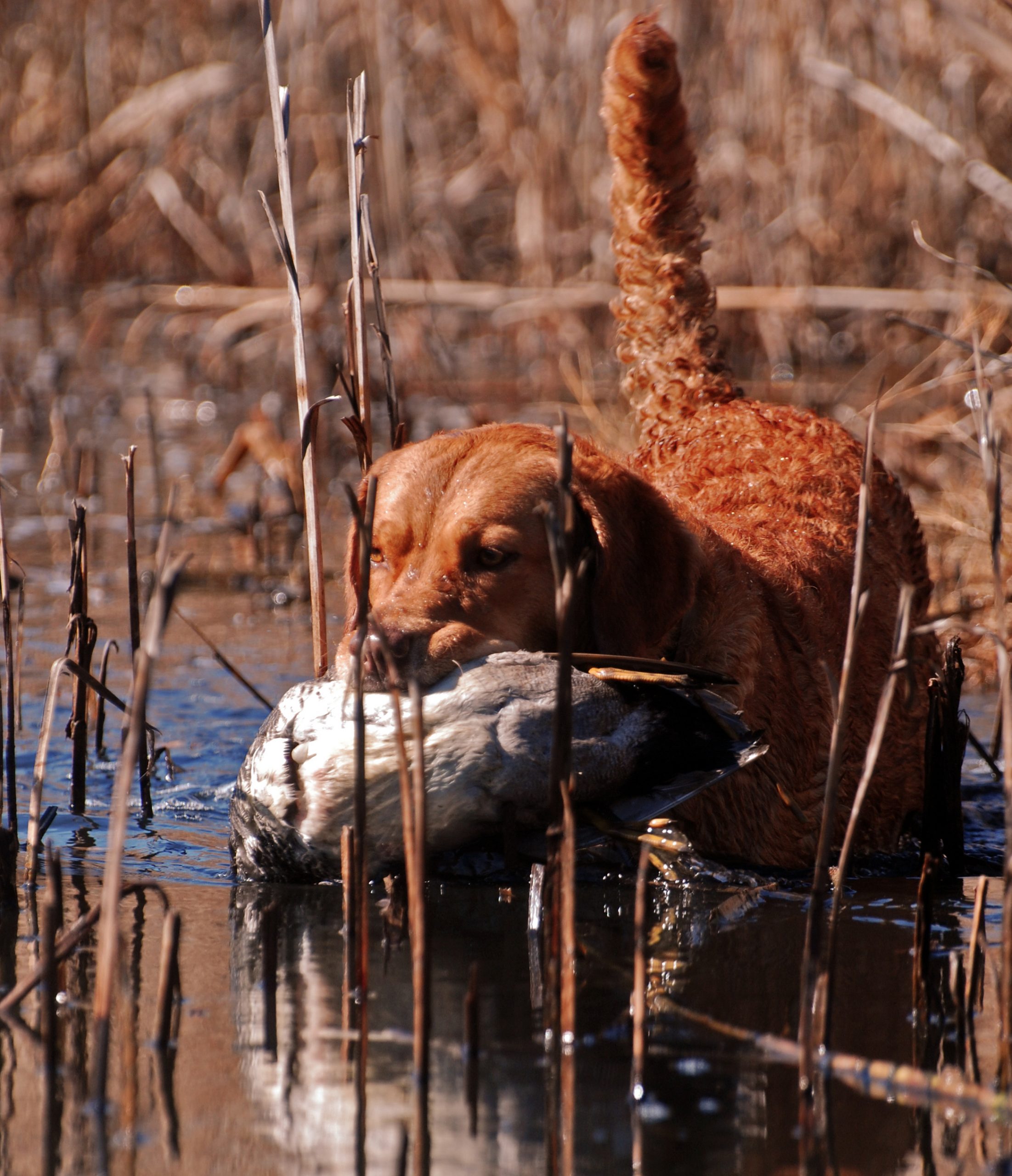 Chesapeake Bay retrievers are the hardiest of all the duck dogs. If the elements are super cold and tough, then a Chessie is the right choice.  