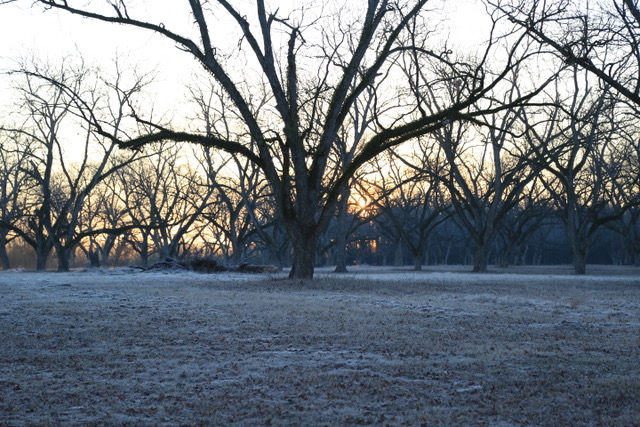  An early morning frost in a pecan orchard is softly illuminated by the rising sun, rewarding those willing to get up early and brave the chill for the still quiet of a magical winter scene. 