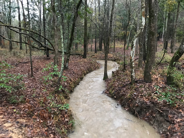 This rain swollen stream of a wet winter surges through an oaken forest heading for the swamp, a sharp contrast to its appearance as an empty ditch in drier weather.