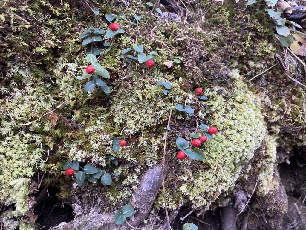  Partridgeberry, Mitchella repens, is a native perennial with slender, trailing vines that lay prostrate on the forest floor or tucked in among the moss of a stream bank. This small but vibrant visual treat can be easily overlooked, so watch where you walk!