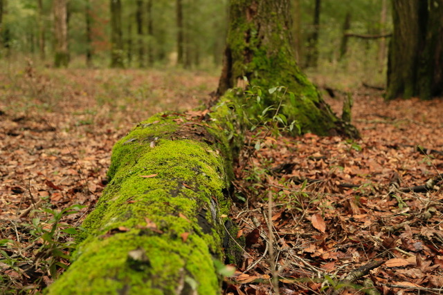 The bright, verdant moss enshrouding a fallen oak adds a pop of color to its neutral surroundings and belies the slow decomposition of a once mighty tree. 