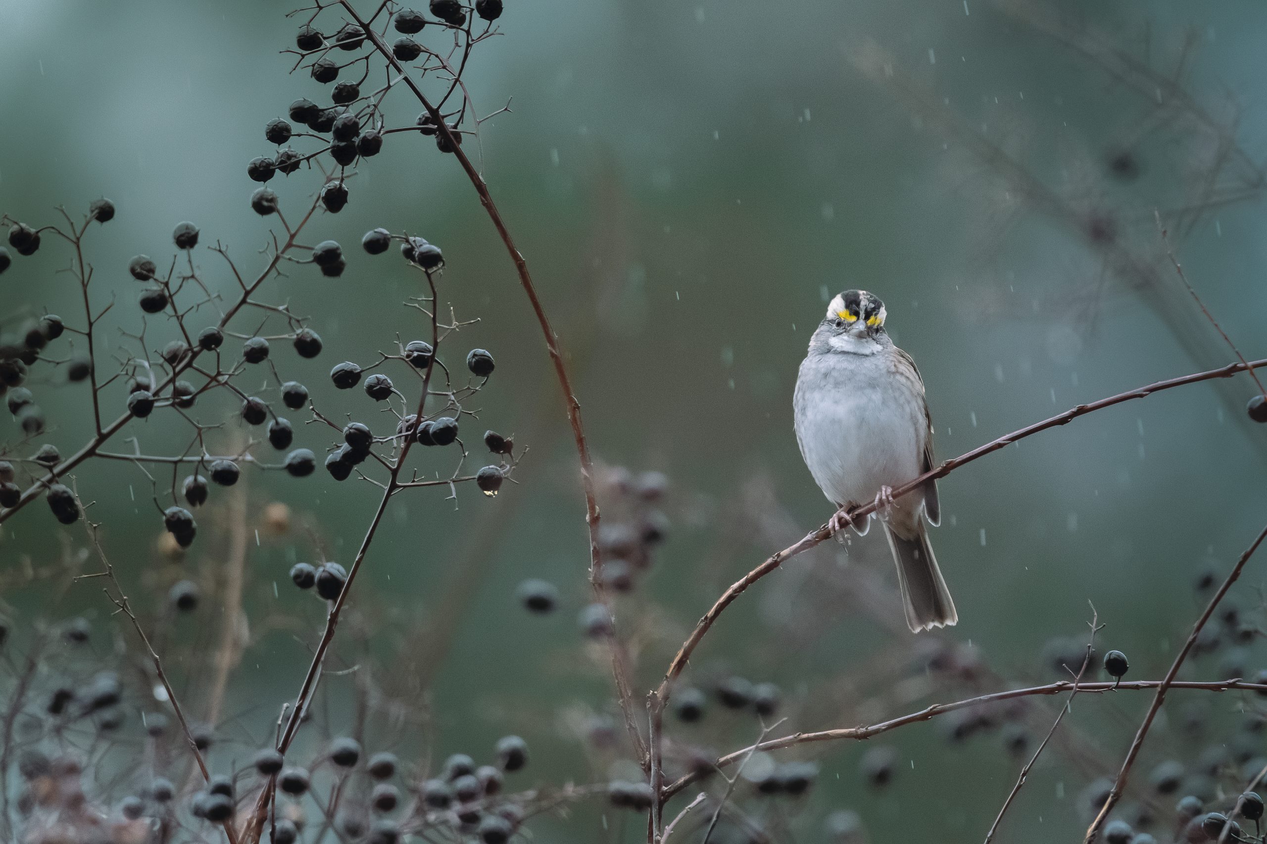 The White-throated Sparrow breeds in coniferous or mixed forests, often near clearings.  Its whistled song often sounds like “Old Sam Peabody” or “Oh Sweet Canada.”
