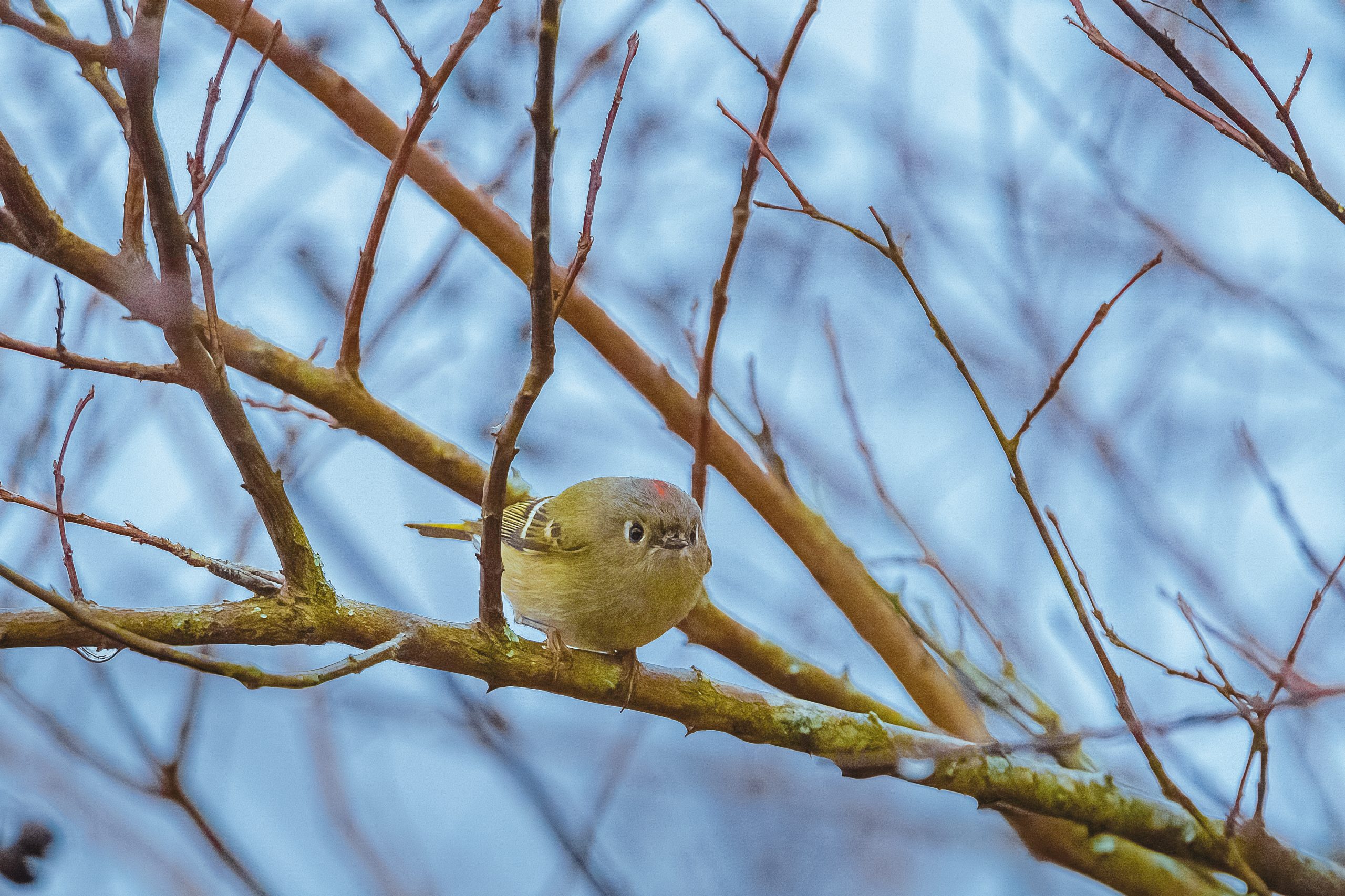 The Ruby-crowned Kinglet is a tiny, hyperactive songbird that shows its crown when it’s irritated. 
