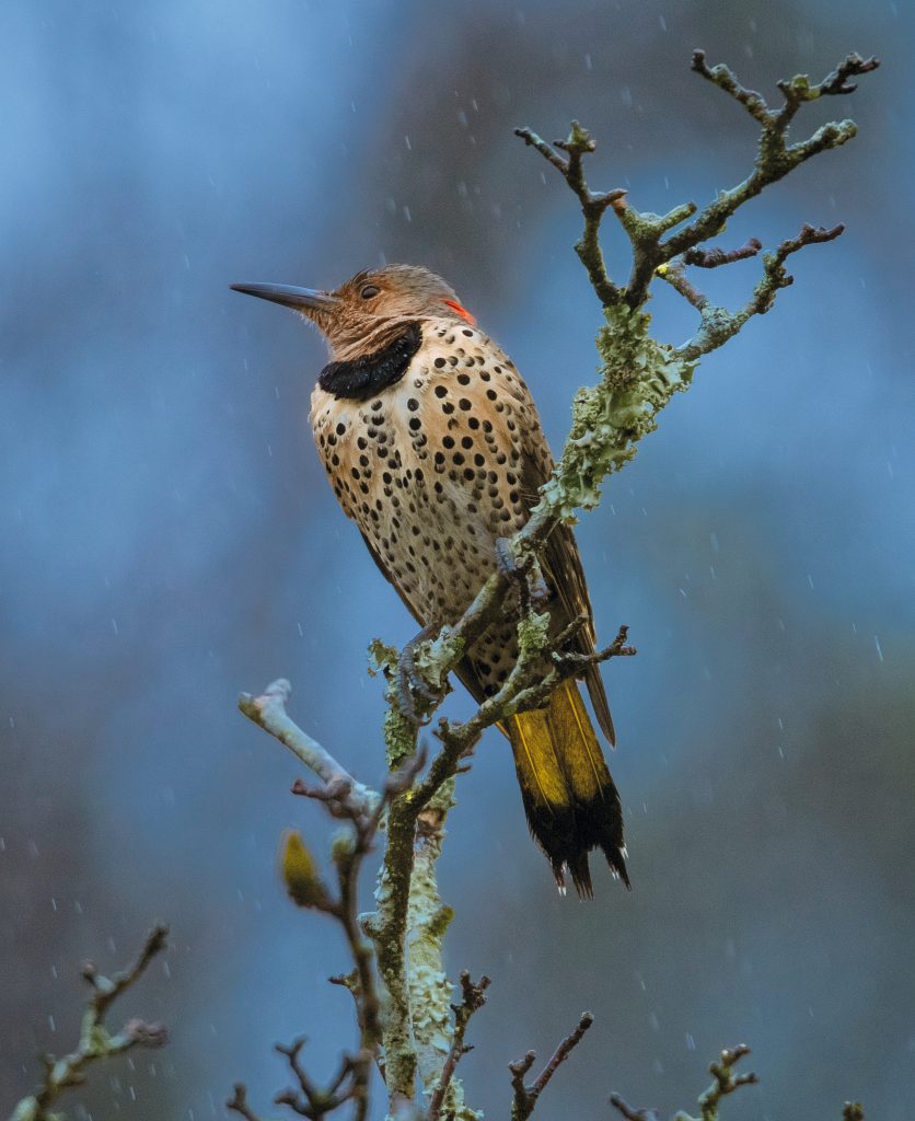 Yellow-shafted Northern Flickers are found mostly in the eastern and northern parts of North America. This one migrates as far south as Oaxaca, Mexico.