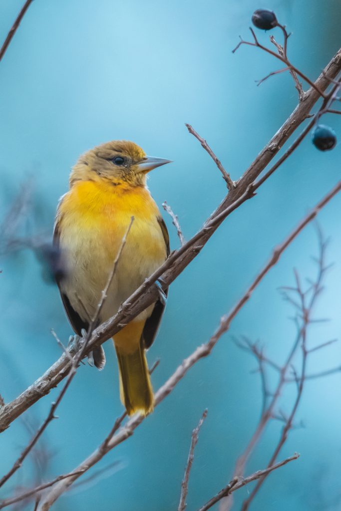 This female Baltimore Oriole is common in North America and likes to visit feeders with nectar and fruits. They winter in northern South America. 