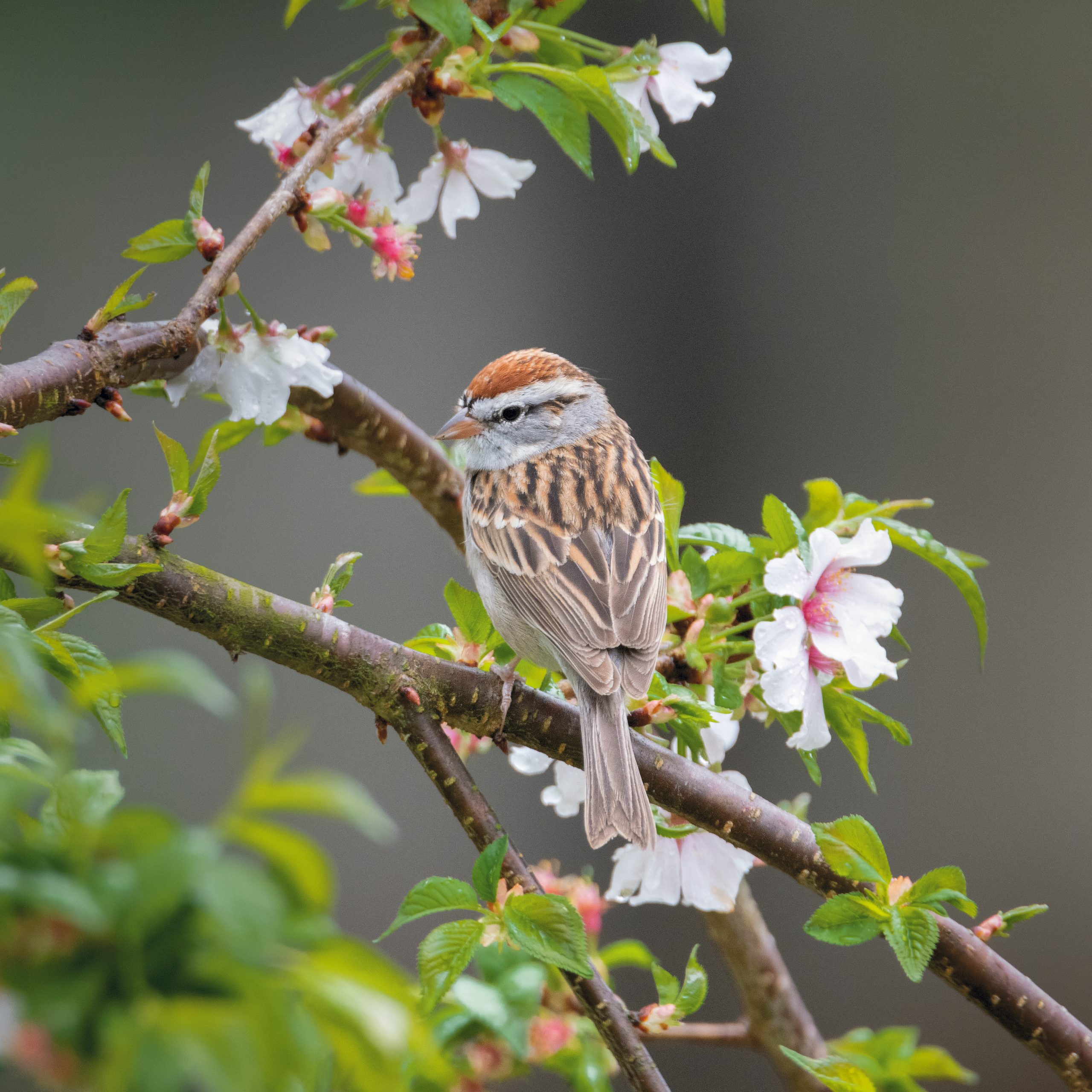 The Chipping Sparrow is usually found in open woodlands and scrubby areas, and it is widespread throughout most of North America.