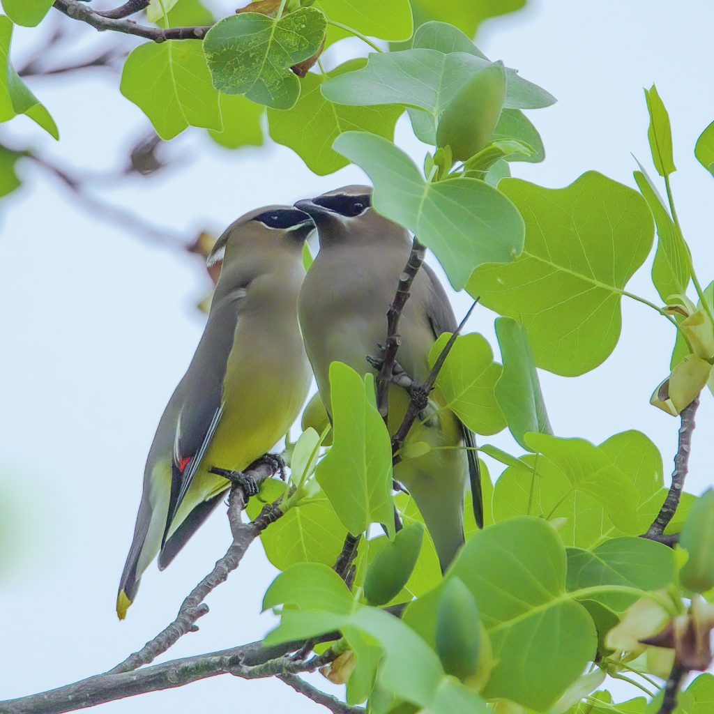 Cedar Waxwings are fairly common in open woodlands, orchards, and shrubby areas throughout most of North America and often migrate as far south as Panama.