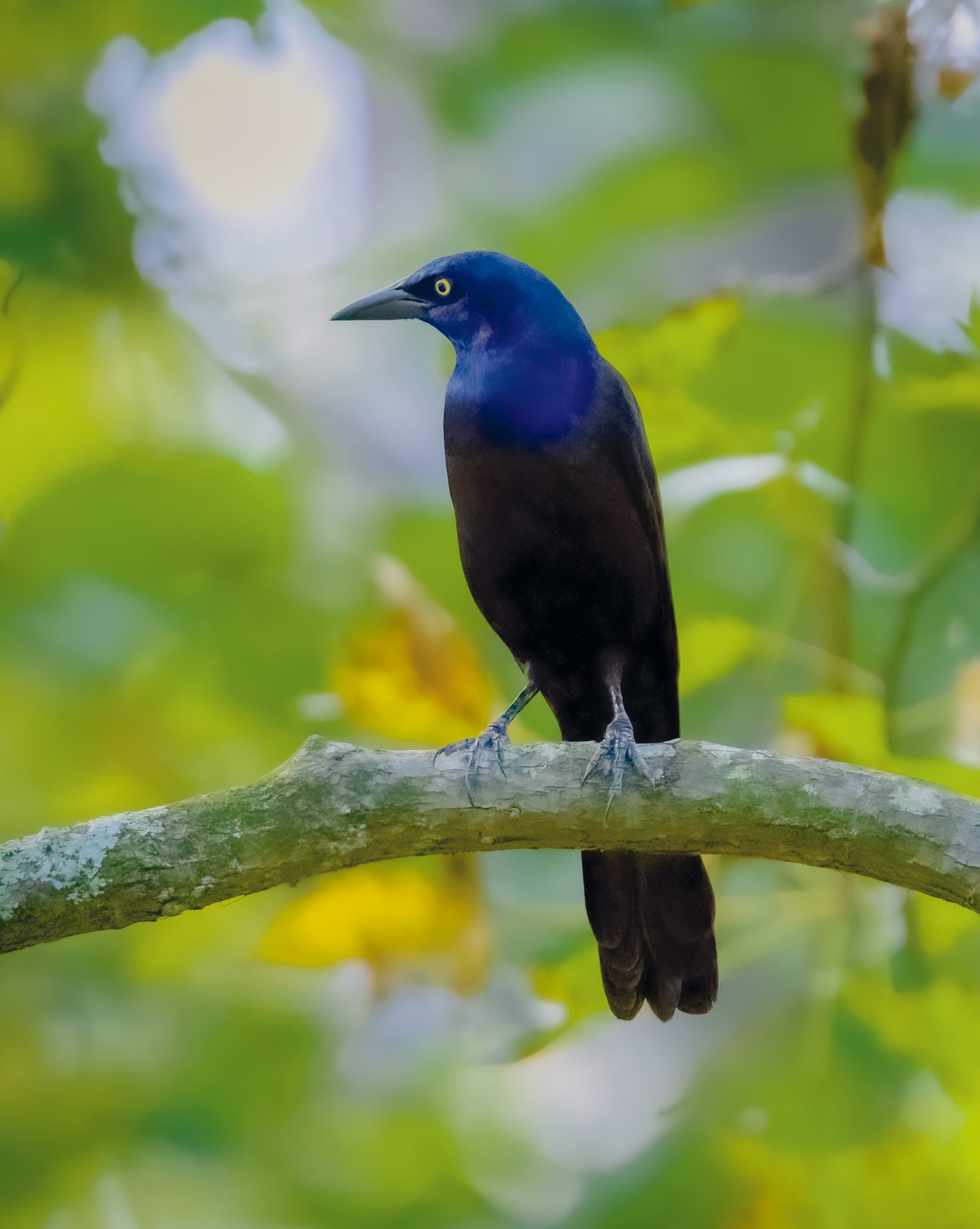 A bit larger than a Blue Jay and smaller than an American Crow, the Common Grackle has natural oils on its feathers that can reflect light in different colors depending on the surroundings and the angle for the reflection. 