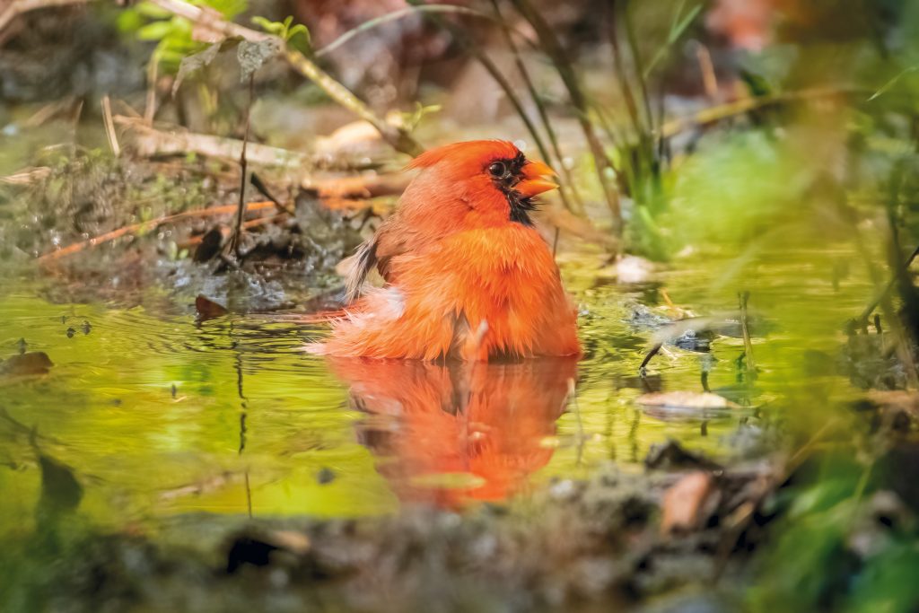 The Cardinal is probably one of the more recognized of the North American birds. They are the first ones at the feeders in the morning and the last ones to leave in the evening. 