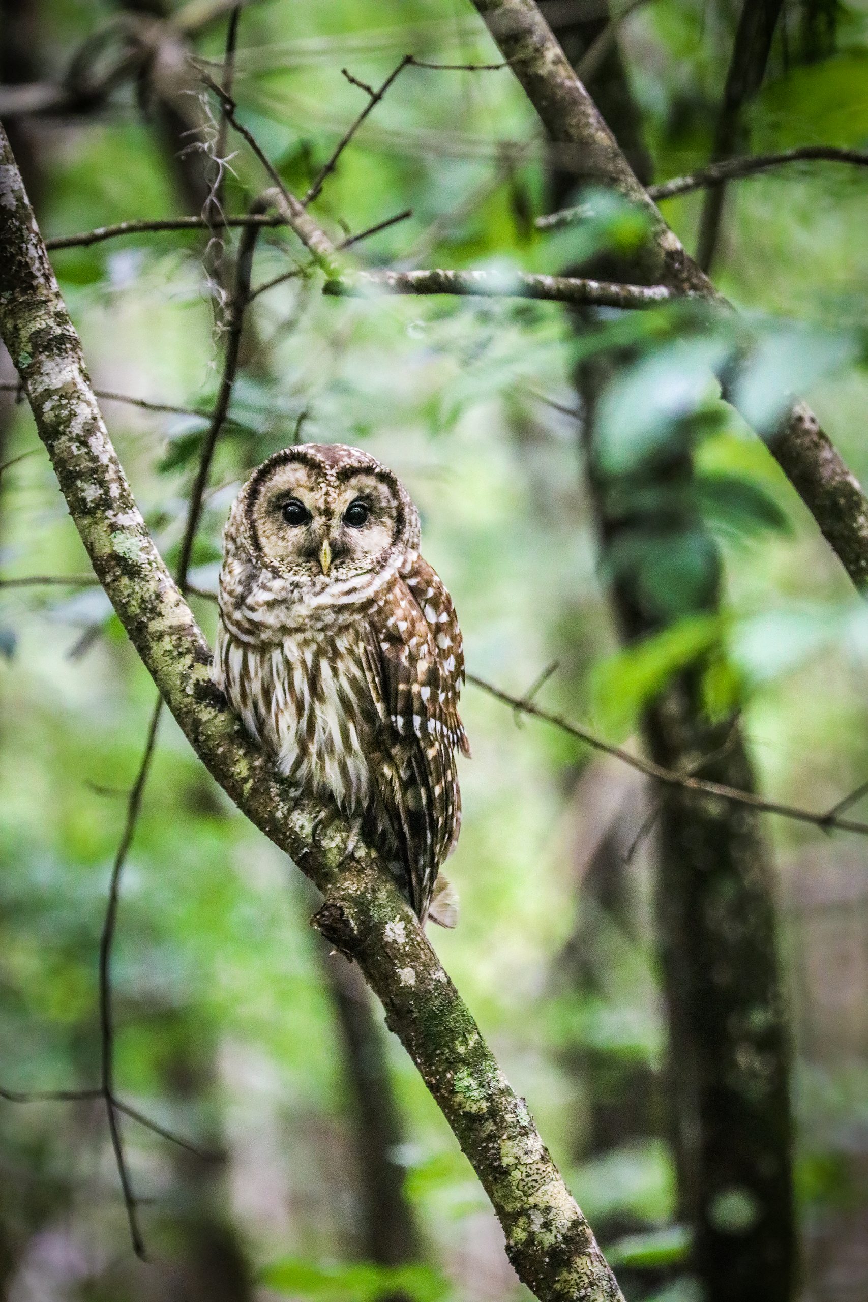 Barred owls are among the 200-plus species of birds living in the Congaree. 