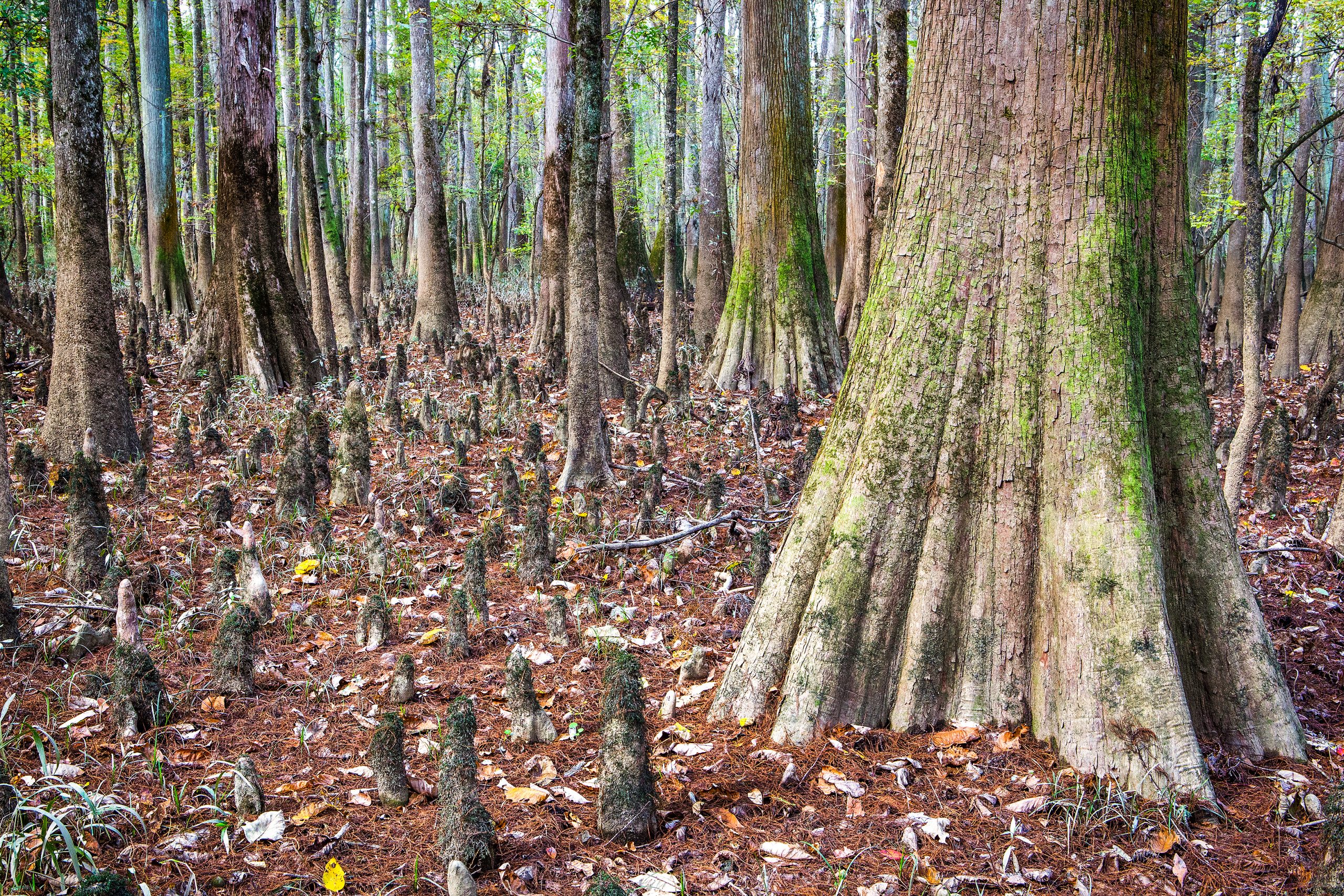 The unique growth of cypress knees is a distinctive feature forming above the roots of cypress trees generally found in swamps. 
