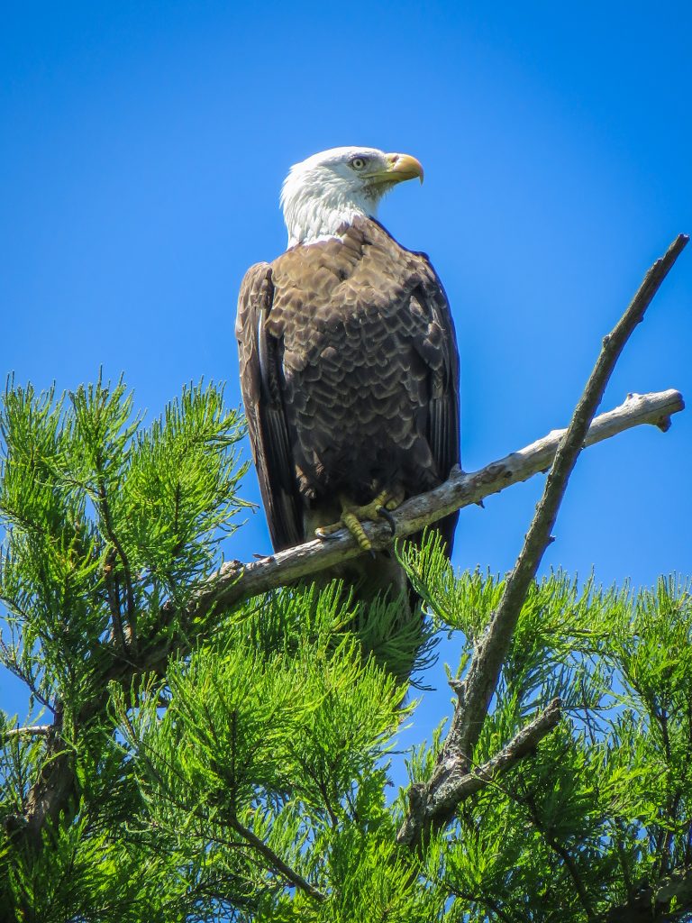Bald eagle. Photography courtesy of Janice Sauls