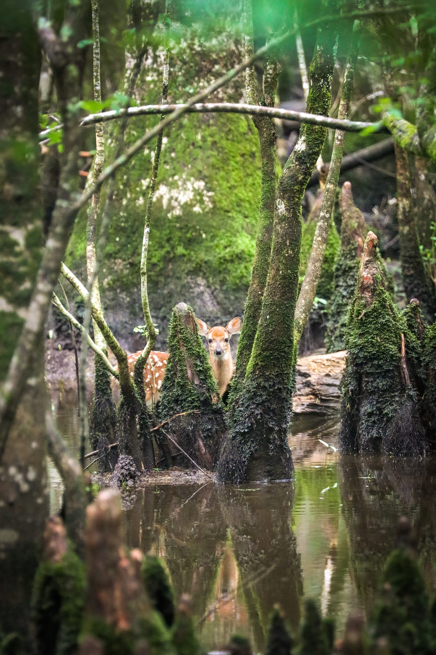 A young fawn peers from behind cypress tree knees. Wildlife finds Congaree Park to be an excellent refuge to raise their young without disturbances from man and development.  Photography courtesy of Janice Sauls
