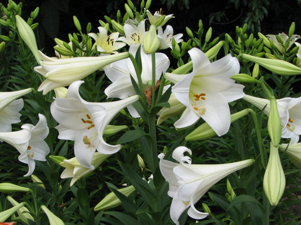 Lilium ‘White Heaven’  Photography courtesy of Andy Cabe, Riverbanks Zoo and Garden