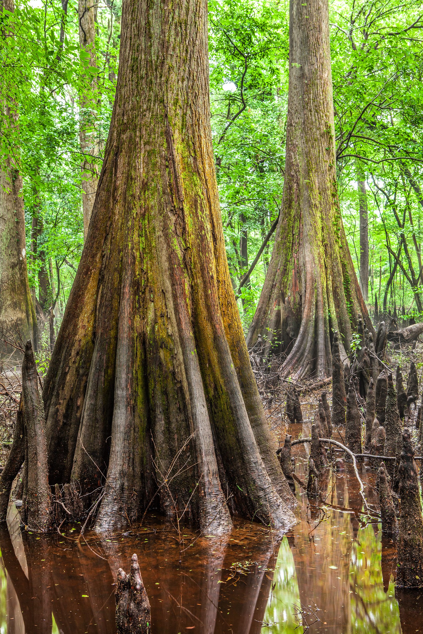 Currently, more than 80 percent of the Congaree National Park is dedicated to wilderness. This adds a layer of protection to the land and ensures no roads or motorized vehicles pass through the area. 
