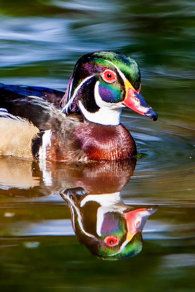 Wood duck drake. Photography courtesy of Janice Sauls
