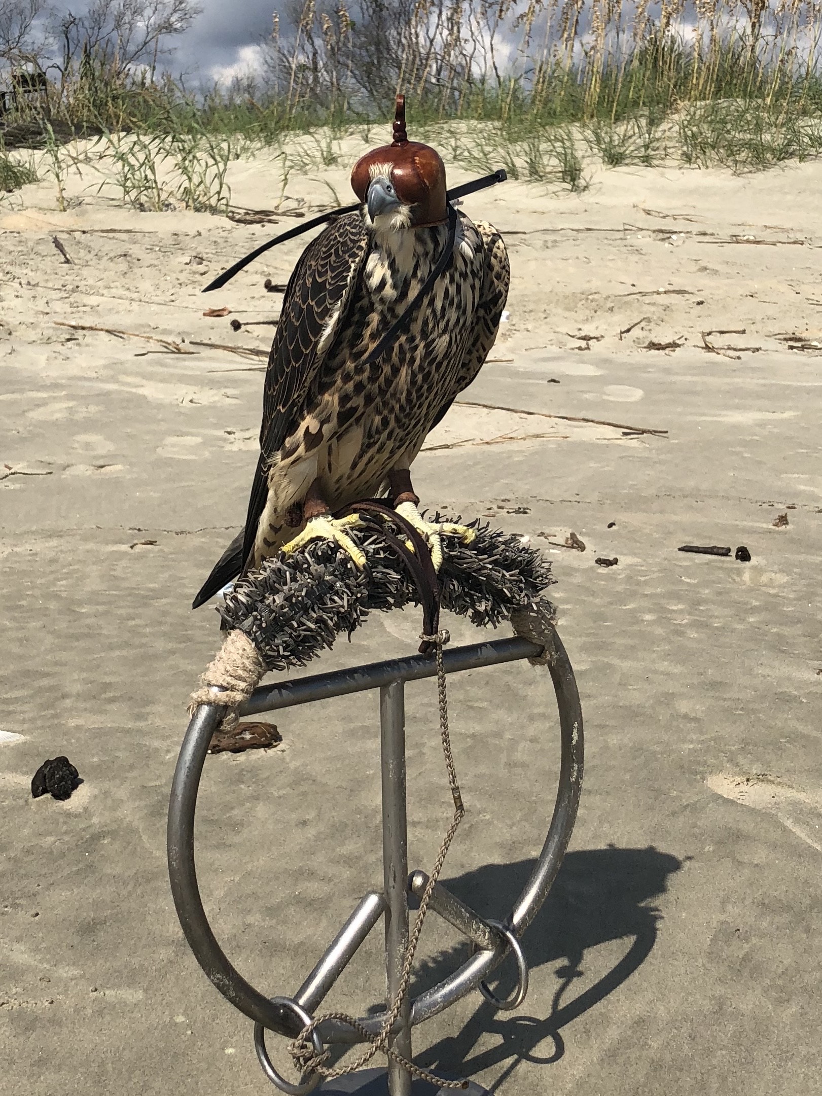 Peregrine falcons migrate along the South Carolina coast. Richard was with his sponsor, Chris Durham, when Chris trapped “Hillary” near Georgetown. Only a small number of peregrines are permitted annually to be captured in South Carolina. 
