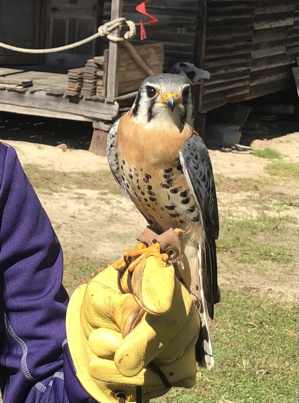  Kestrels are the smallest falcon in North America. They are very common in South Carolina and are often used to hunt house sparrows and starlings, both of which are invasive species and are thus huntable year-round. 
