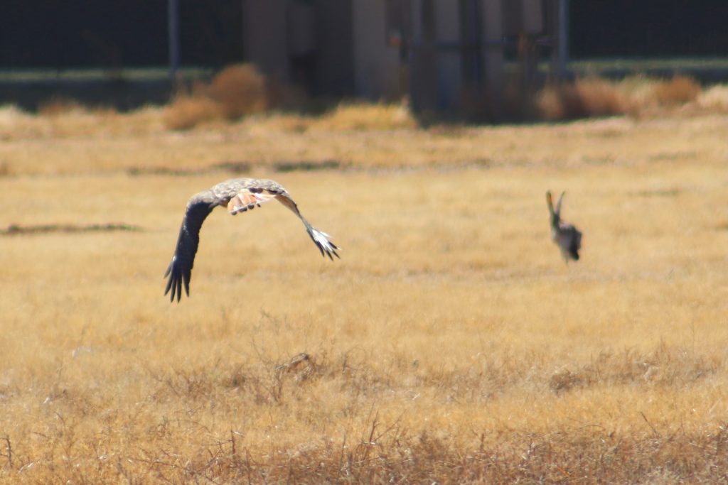 Richard annually travels to the NAFA meet, usually held out west in the Plains. Here, Izzy and Richard enjoy a successful hunt in Quartz Mountain, Oklahoma. A hare makes a skillful escape by waiting for Izzy to begin her dive and then leaping straight up in the air at the last minute, causing her to miss her strike. The lucky hare then bounds safely away. 