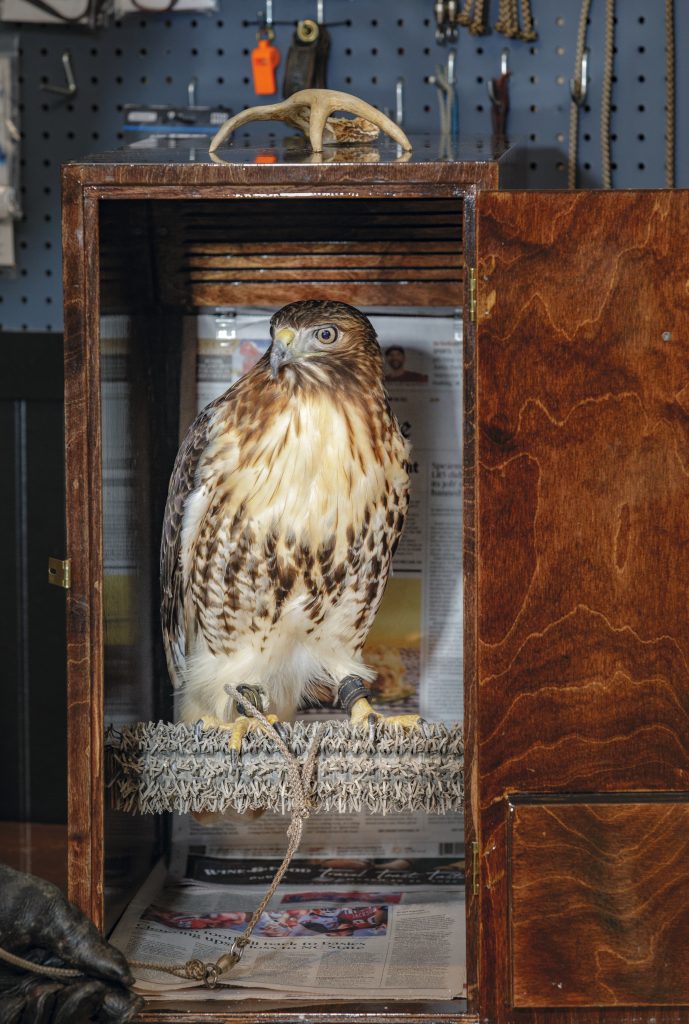Izzy emerges from her giant hood — a box with a comfortable perch that stays completely dark when closed. Hawks are driven by visual stimulation, so taking this stimuli away allows them to fully relax. As long as they are properly fed, hawks can happily stay in a giant hood for several days. 