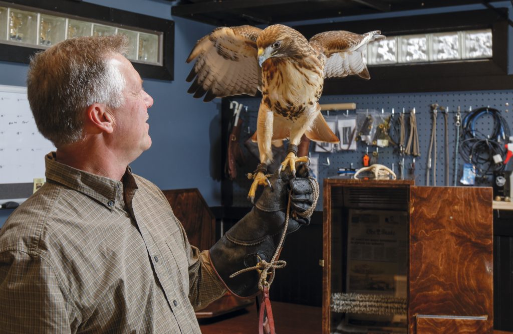 Richard Leaphart shares that while the falconer inevitably develops an emotional bond with his bird, hawks do not reciprocate; they are not pets as the relationship is purely an opportunistic partnership from their perspective. 