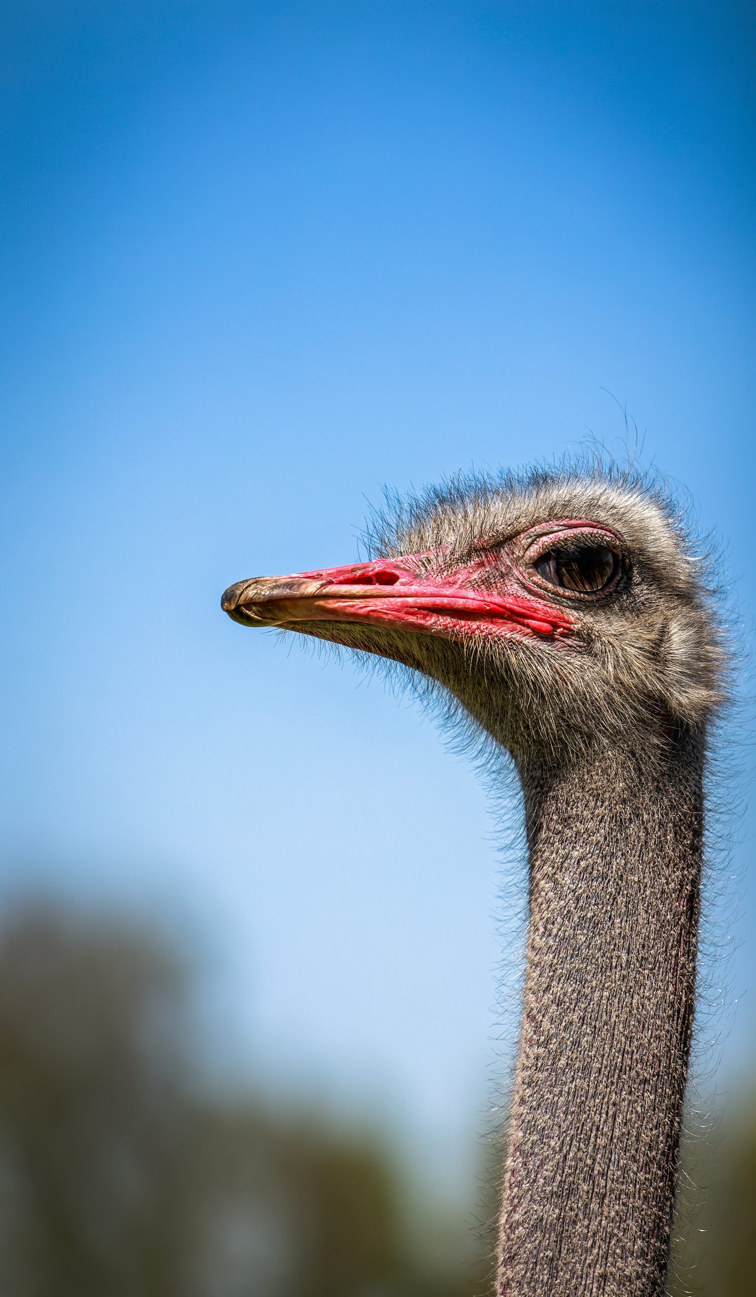Quite a few ostriches and emus make Eudora their home, and they are none too shy about popping their heads as far into visitors’ cars as possible in hopes of grabbing whatever food is nearby. 