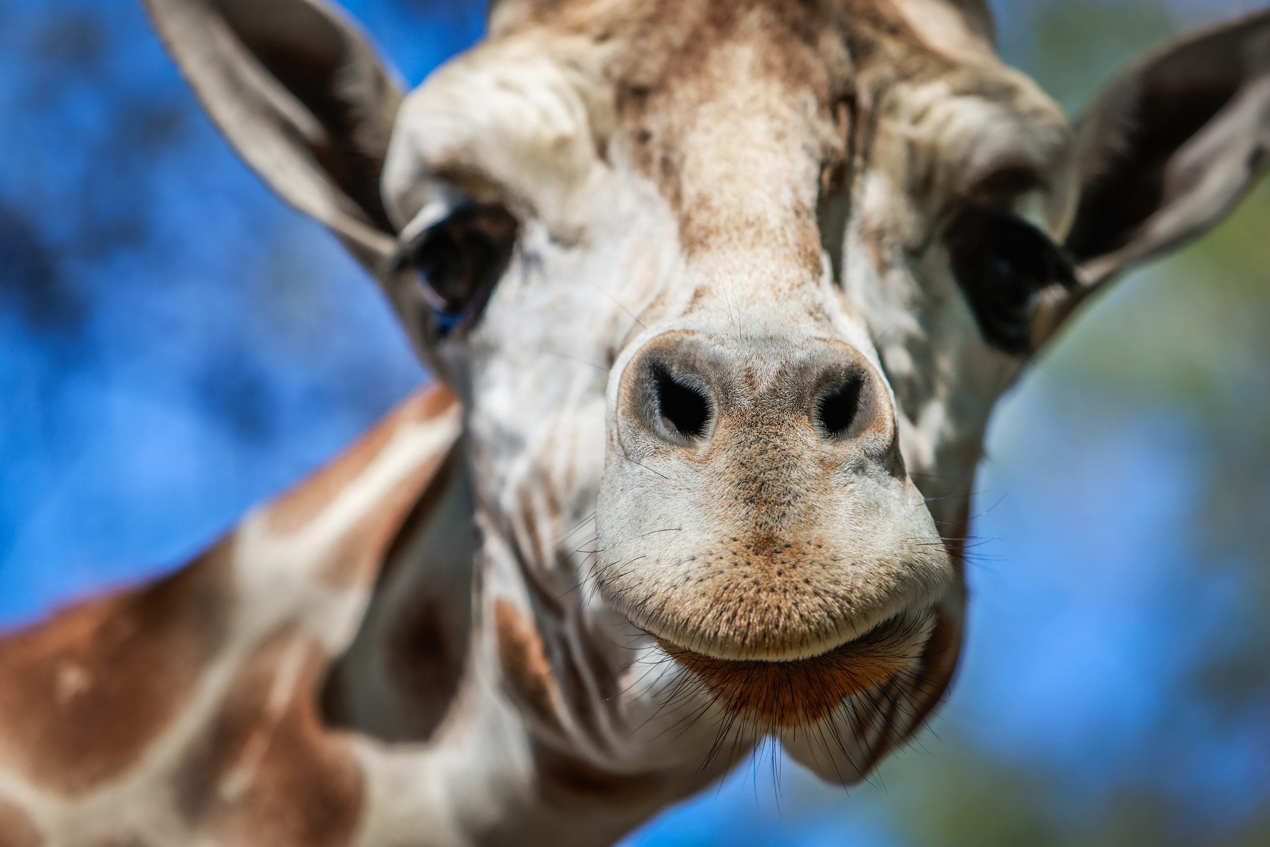 As you approach the end of the drive-through, the giraffes come into view from their separate enclosure. Elliott is 15 feet tall and 6 years old.  