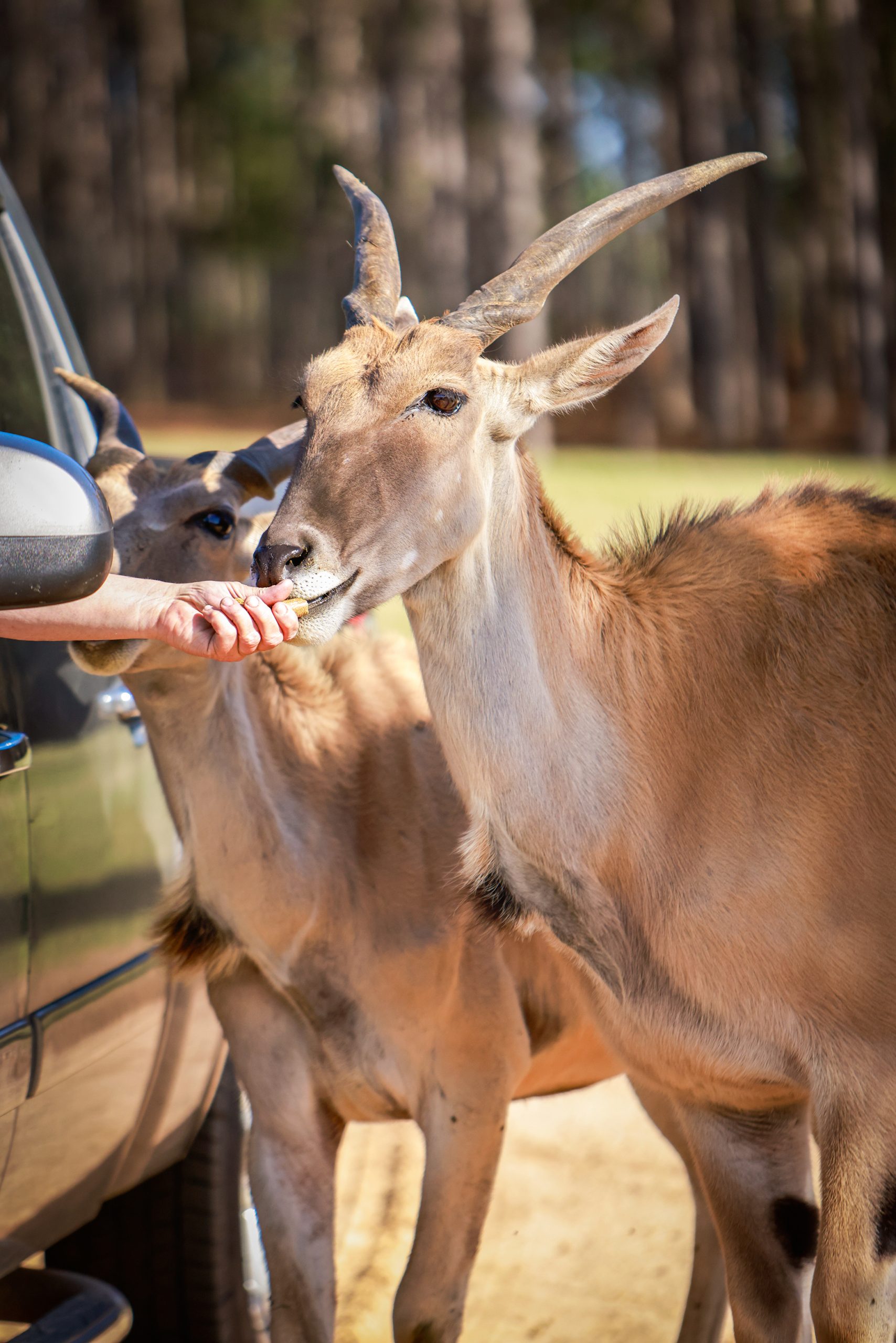 A South African eland, the largest breed of antelope in the world, enjoys treats. 
