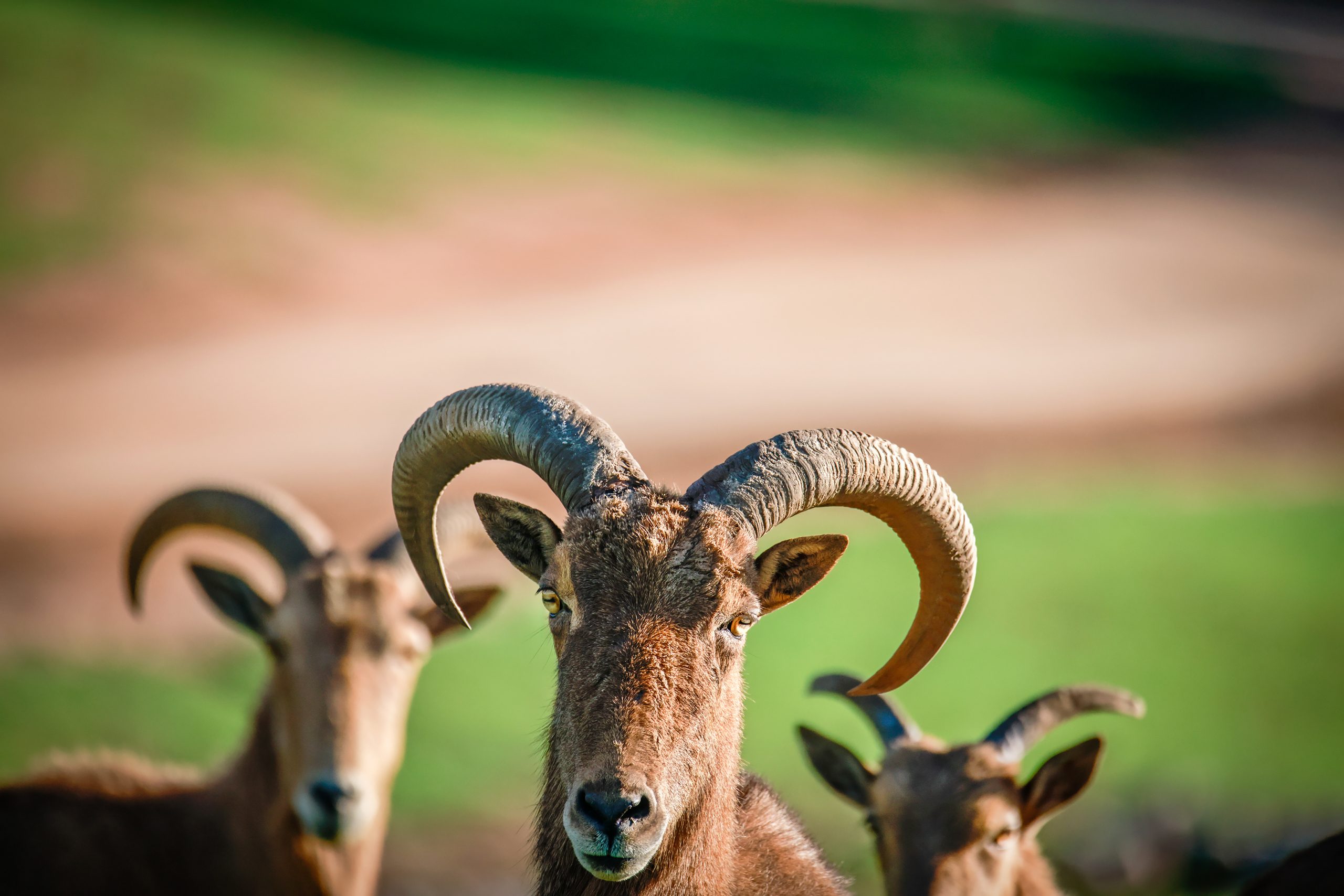 The Barbary sheep, also known as Aoudad, is native to rocky mountain terrain in North Africa.