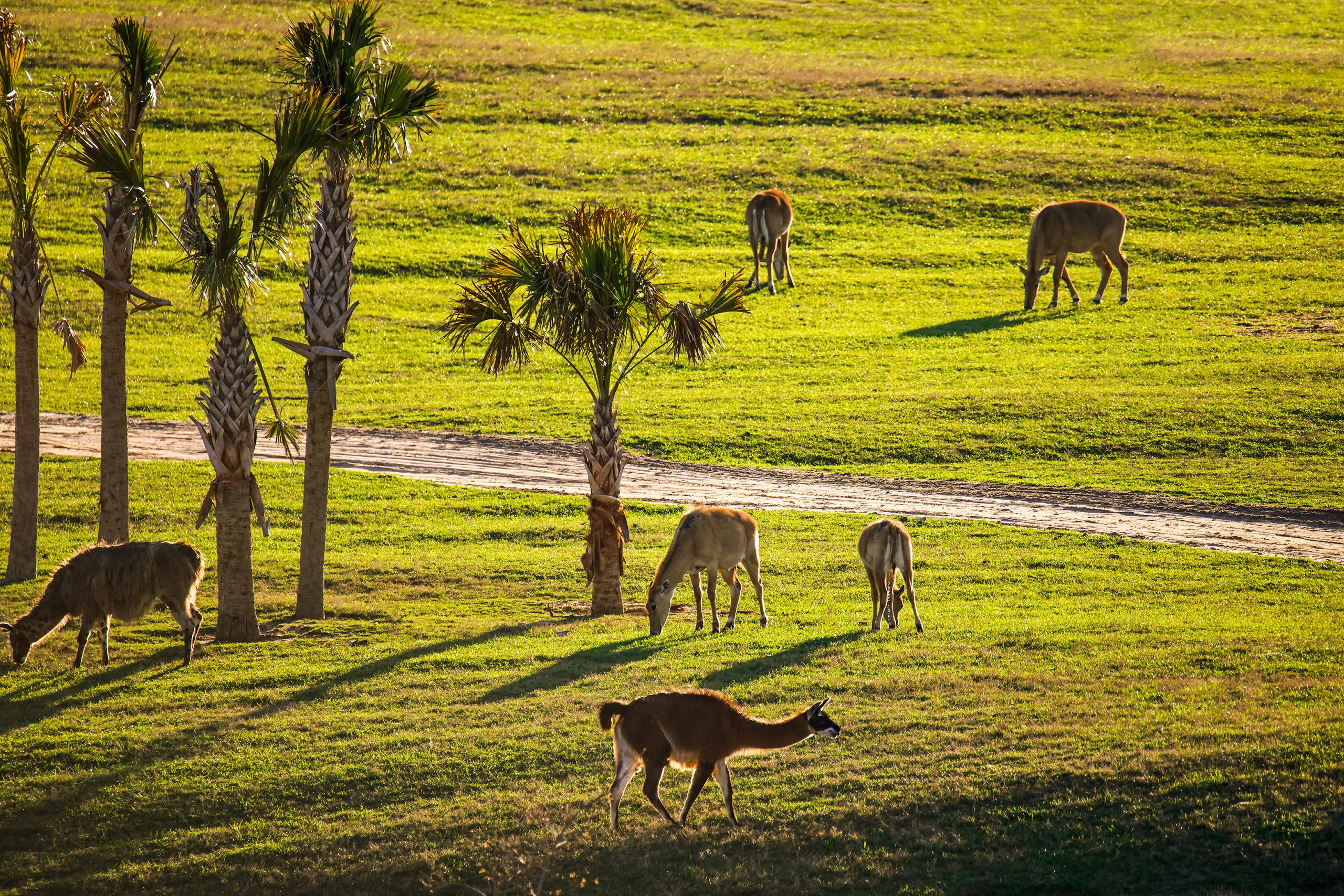 Llamas and nilgai antelope grazing. 