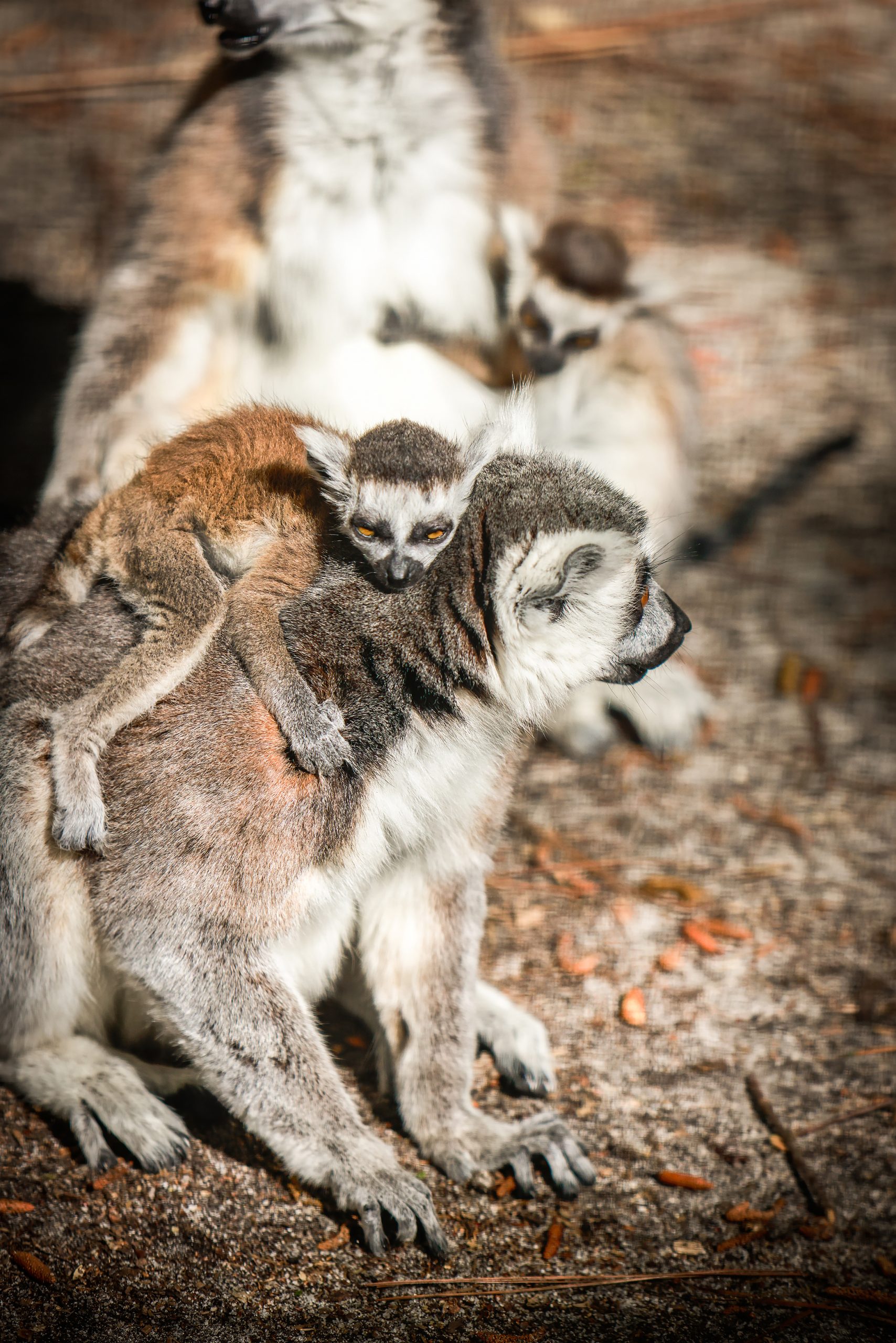 Mougli, a ringtailed lemur, holding on to his mom.
