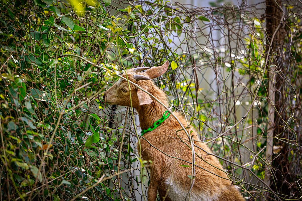Jet, a 1-year-old Nigerian goat, makes short work of underbrush growing on a fence. 