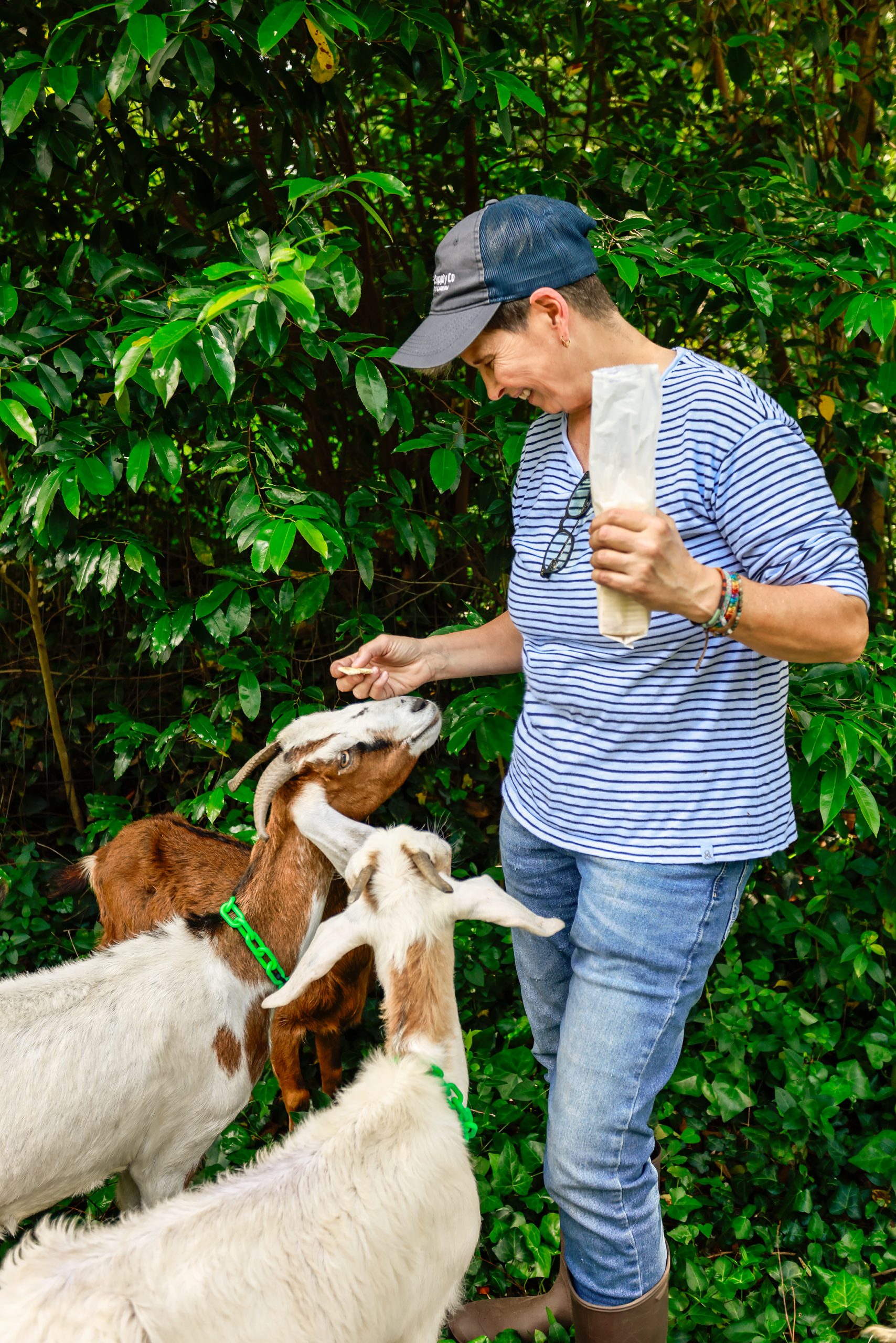 Silk and her sister, Lace, are rewarded with saltine crackers from Mona. The goat crew spent a week clearing vines and underbrush from her backyard. Mona was attracted to the environmentally friendly aspects of using goats rather than gasoline, or electric-powered tools, to clear her yard.
