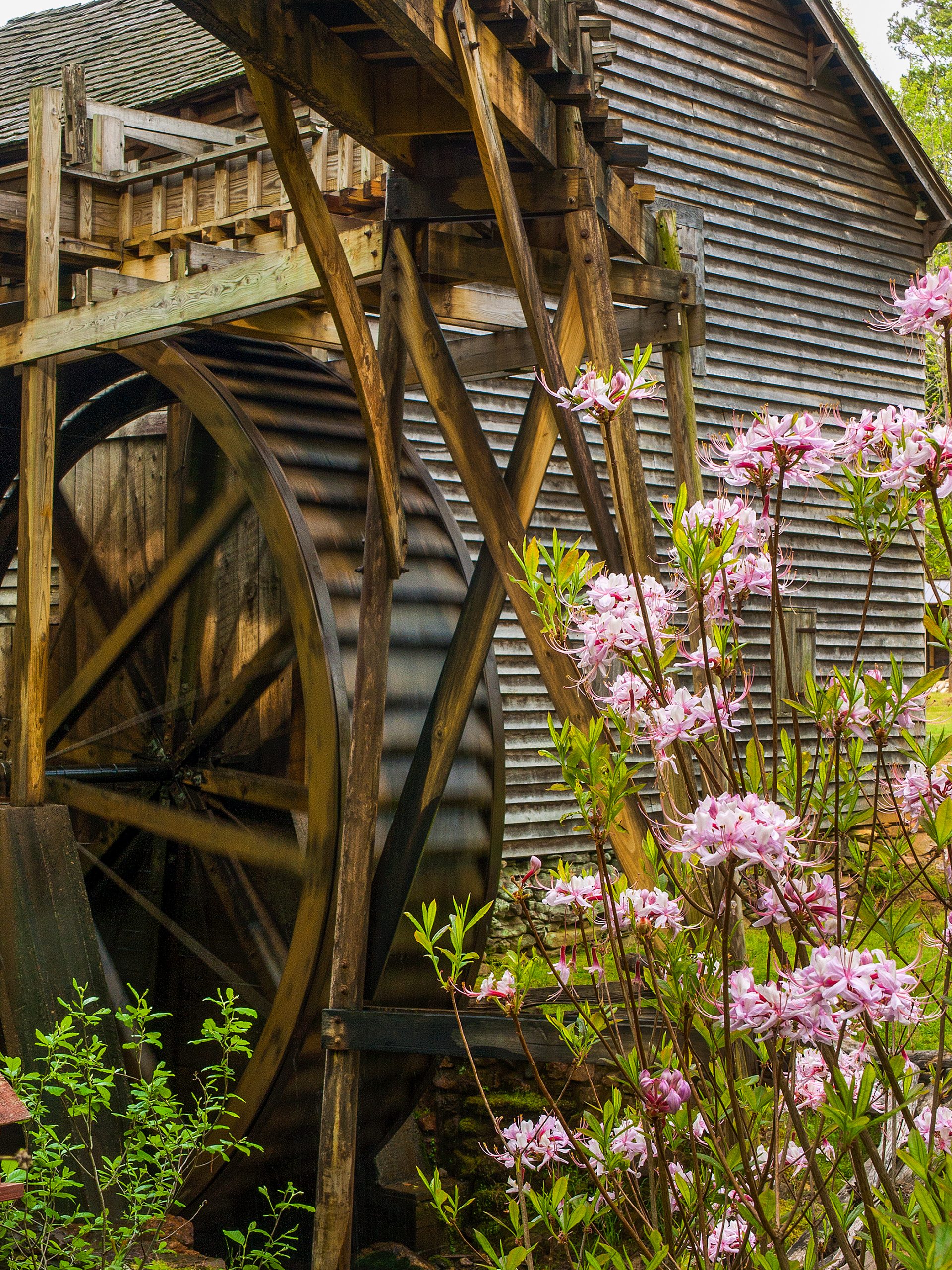 South Carolina’s largest wooden waterwheel still turns at Haygood Mill, located outside of Easley. The mill produces grits and flour available for sale on certain weekends each month.