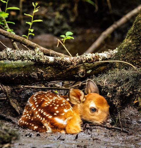 Whitetail deer fawn
Photography courtesy of Raymond Murray, SCWF