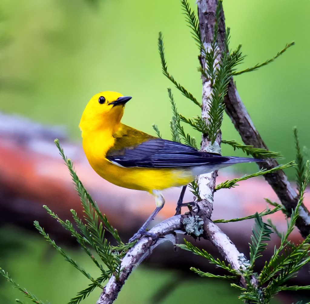 Prothonotary warbler
Photography courtesy of Lynn Long, SCWF